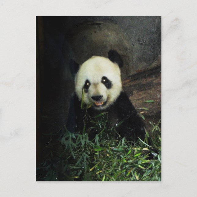 Panda Postcard (Front)