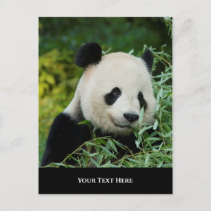 Panda Postcard