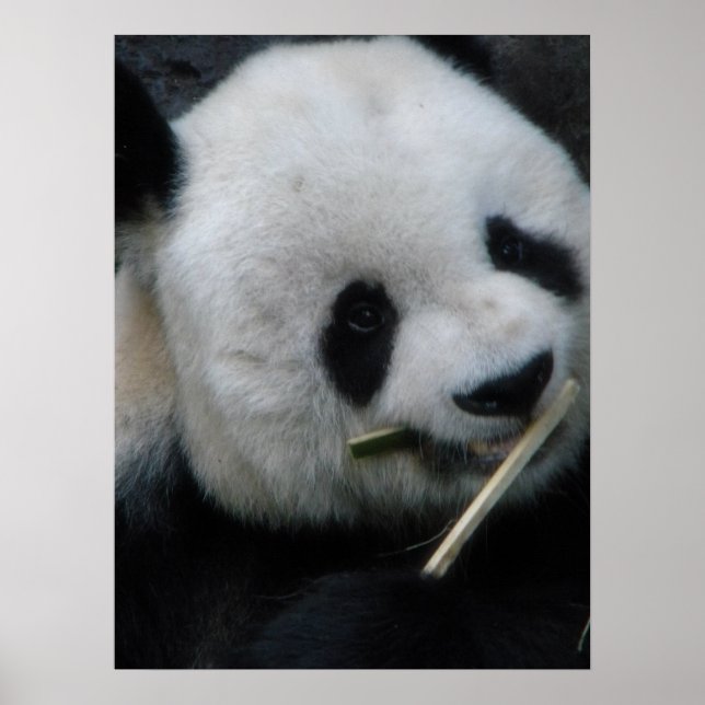 Panda Poster (Front)