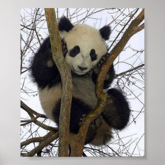 panda poster