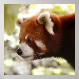 Panda Poster