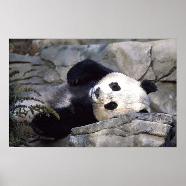 Panda Poster (Front)