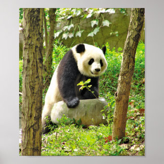 panda poster
