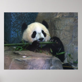 Panda Poster