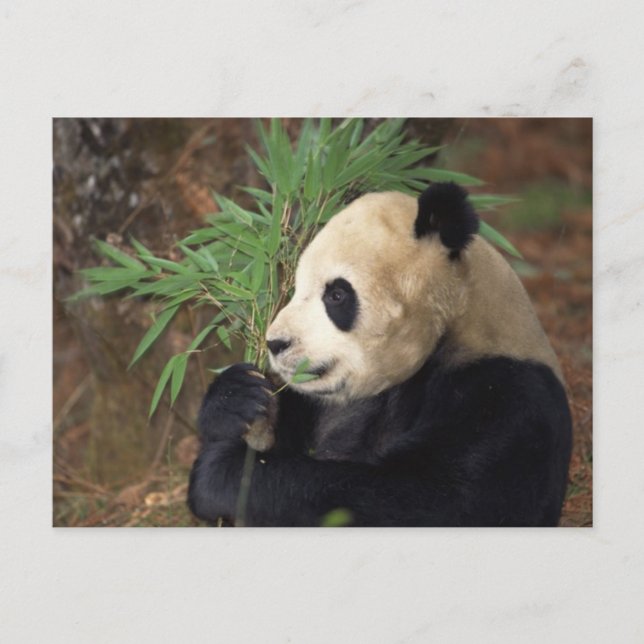 Panda Profile Postcard (Front)