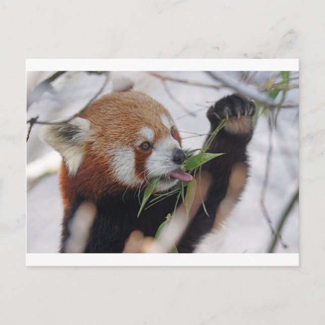 panda red animal print cute postcard (Front)