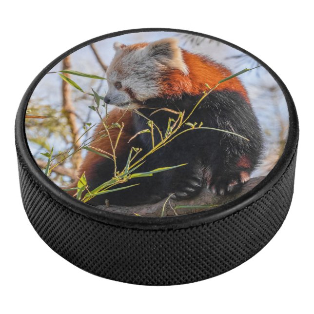 Panda rouge (3/4/2016 12:00:00 AM)
