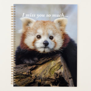 Panda Rouge Mignonne Vous Manque Tellement