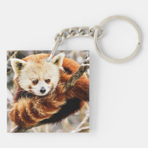 Panda rouge sur un membre d'arbre