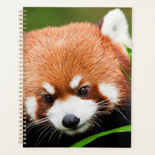 Panda roux mignon