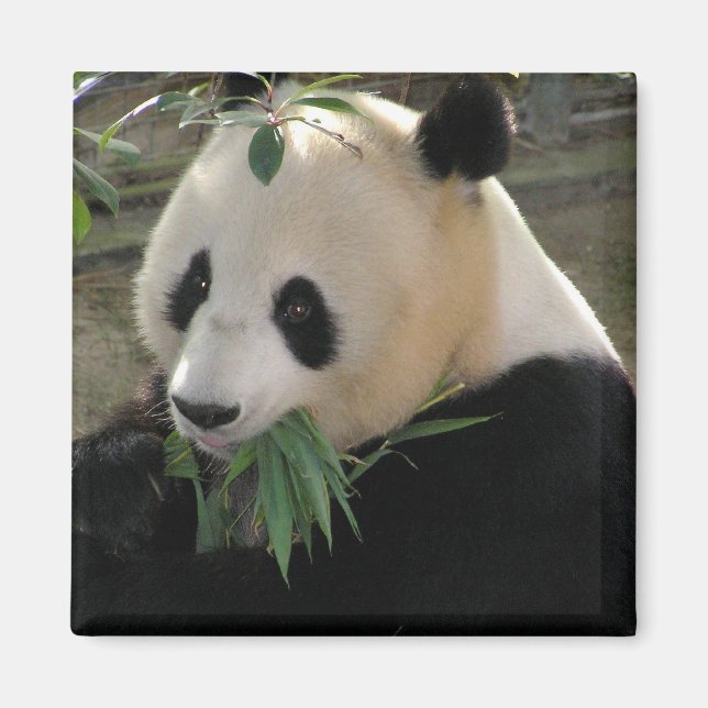Panda Serenity Magnet (Front)