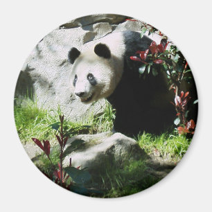 Panda Smile Magnet