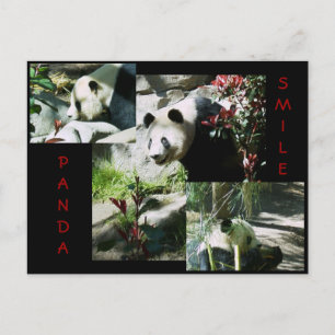 PANDA SMILE POSTCARD