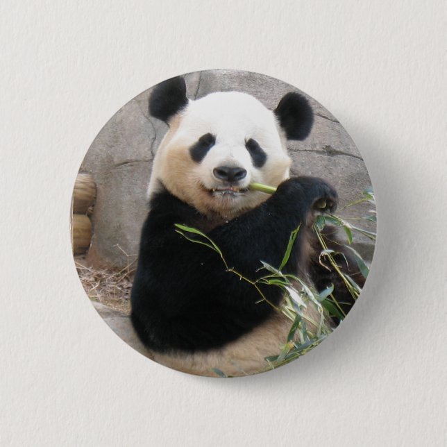 Panda Snack 2 Inch Round Button (Front)