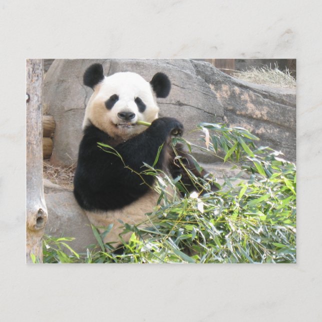 Panda Snack Postcard (Front)