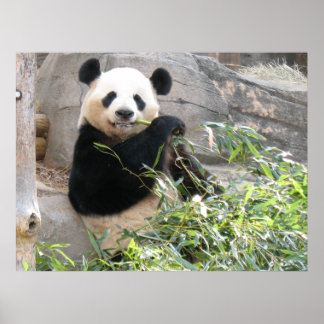 Panda Snack Poster