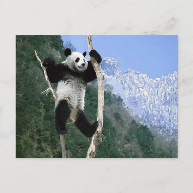 Panda Stuck In Tree Postcard (Front)