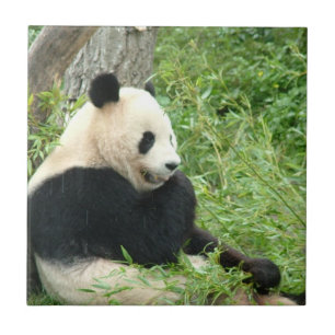 Panda  Tile