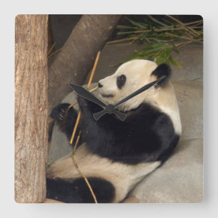 PandaM015 Square Wall Clock
