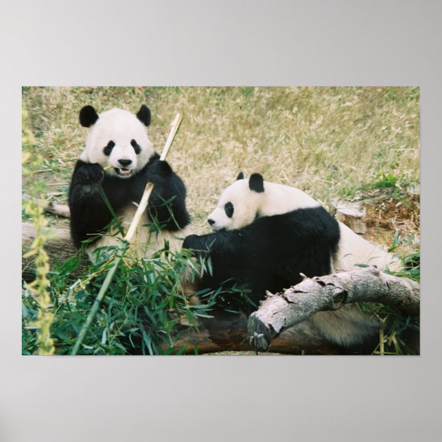 Pandas (3) Poster (Front)