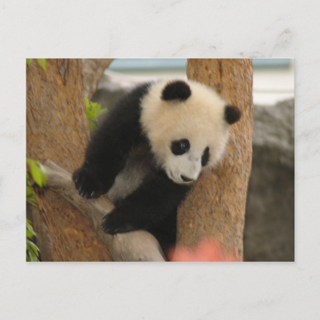 PandaSD009 Postcard (Front)