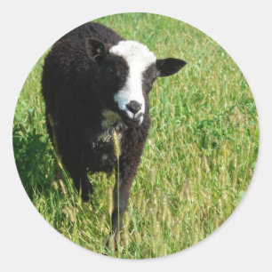 Pandi Classic Round Sticker