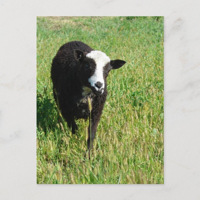 Pandi Postcard (Front)