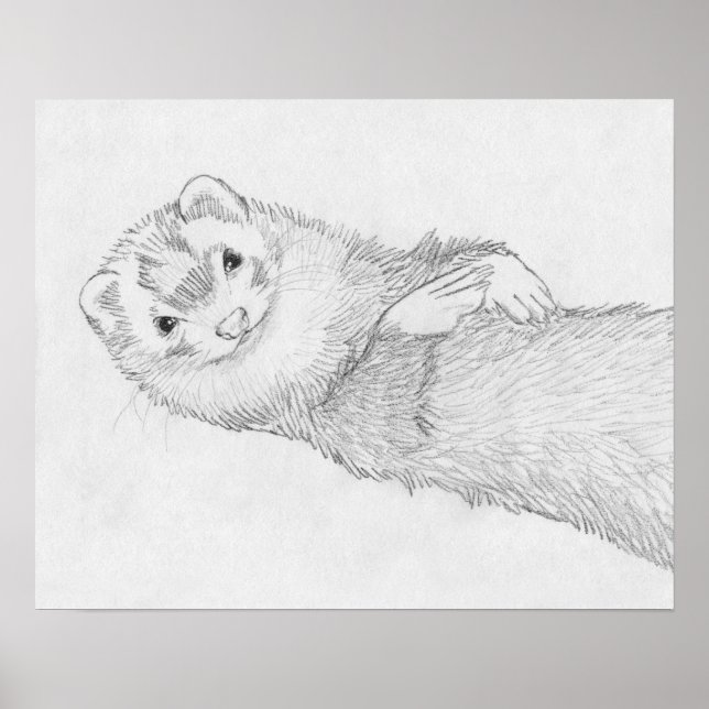 "Pandora" Ferret Drawing Poster (Front)