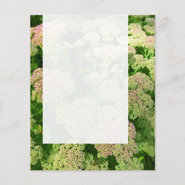 Panel 0108 - Sedum "Autumn Joy" Flyer (Front)