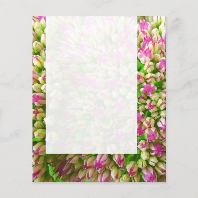 Panel 0110 - Sedum "Autumn Joy" (B&W) Flyer (Front)