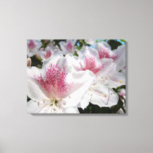 Panel Canvas art prints White Pink Azalea Flowers