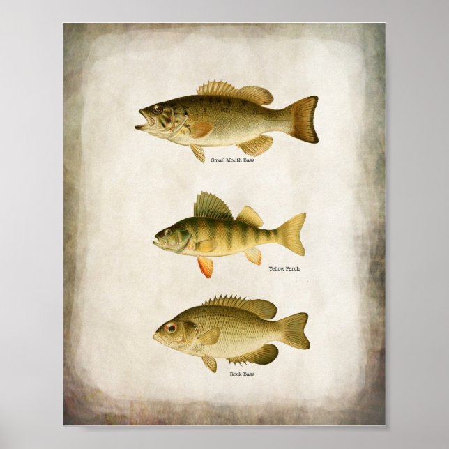 Panfish Fish Perch Bass and Walleye Wall Art (Front)