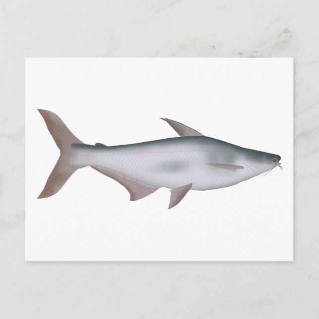 Pangas Catfish Postcard (Front)