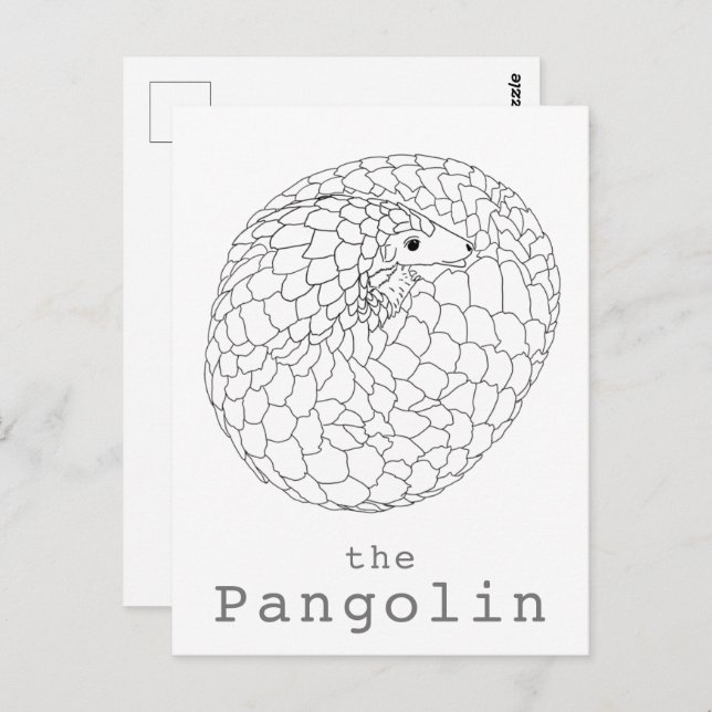 Pangolin rolled up simple drawing postcard (Front/Back)
