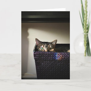 Panier de chat, carte