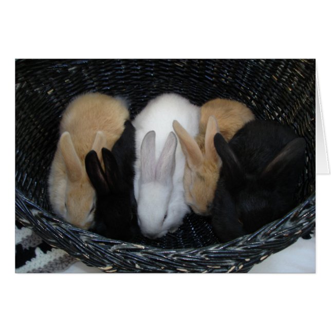 Panier de lapin (Devant horizontal)