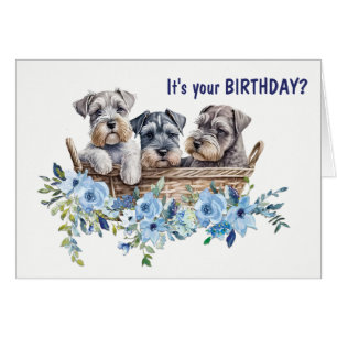 Panier en osier des chiots de chien Schnauzer Anni