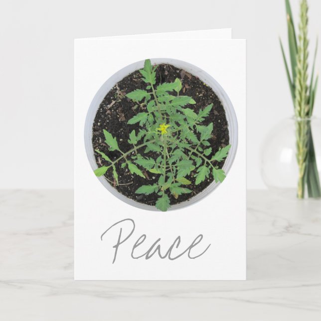 Panneau de Paix Plante Tomate Heirloom Cartes de V (Devant)