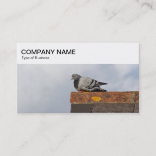 Panneau supérieur - Pigeon sur un Carte de visite