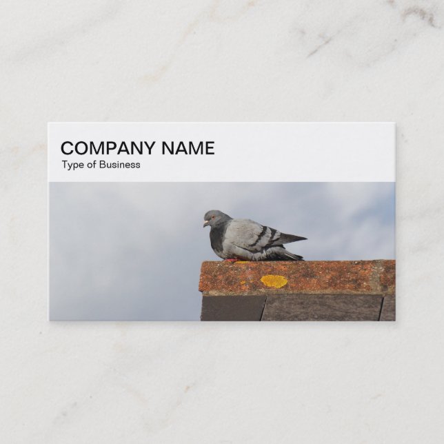 Panneau supérieur - Pigeon sur un Carte de visite  (Devant)