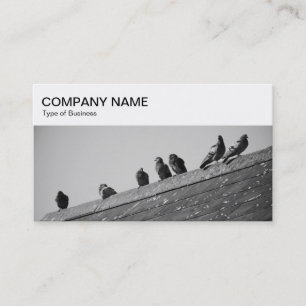 Panneau supérieur - Pigeons sur un Carte de visite
