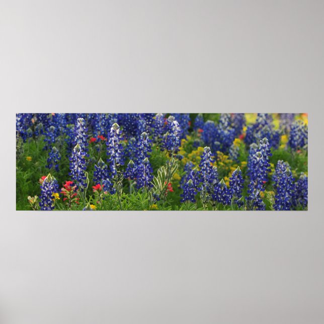 Panoramic Bluebonnet Scene Poster (Front)