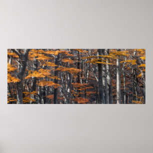 Panoramic forest landscape, ushuaia, argentina poster