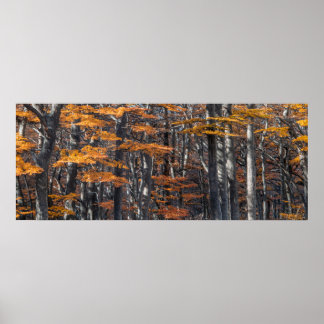 Panoramic forest landscape, ushuaia, argentina poster