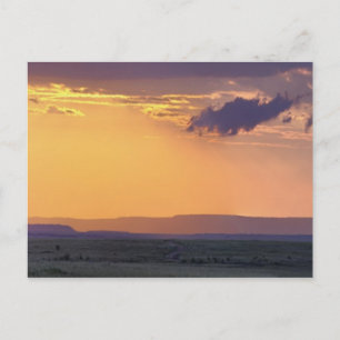 Panoramic view of single acacia tree at postcard