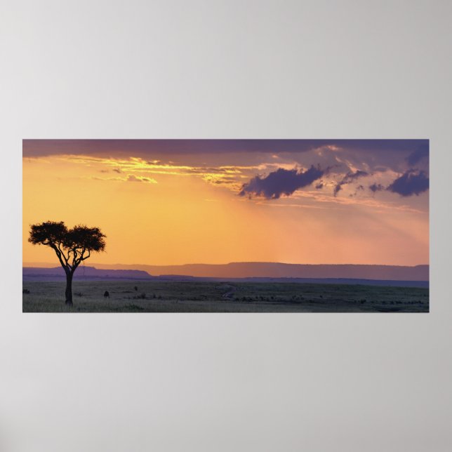 Panoramic view of single acacia tree at poster (Front)