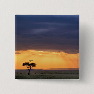 Panoramic view of Vulture and acacia tree 2 Inch Square Button
