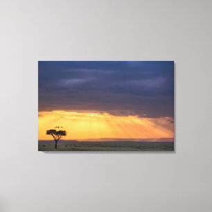 Panoramic view of Vulture and acacia tree Canvas Print