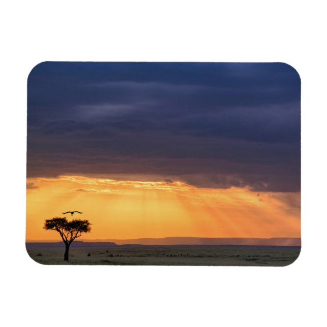 Panoramic view of Vulture and acacia tree Magnet (Horizontal)