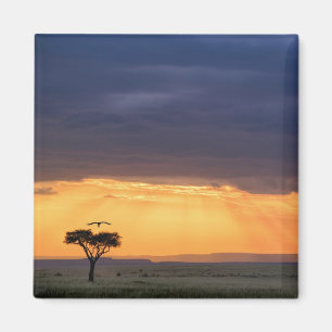 Panoramic view of Vulture and acacia tree Magnet